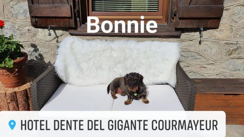 Hotel Dente Del Gigante Courmayeur Exteriör bild